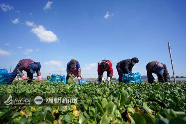 疫情之下的丰收，却让这些上海菜农面临“生存焦虑”