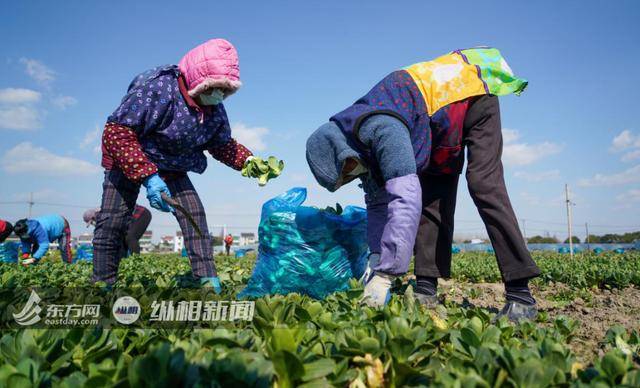 疫情之下的丰收，却让这些上海菜农面临“生存焦虑”
