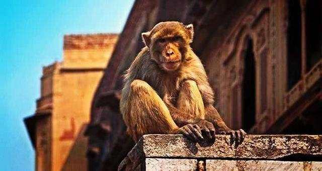 700只猴子齐聚泰姬陵，特朗普及随从面临威胁，灾难或有可能降临
